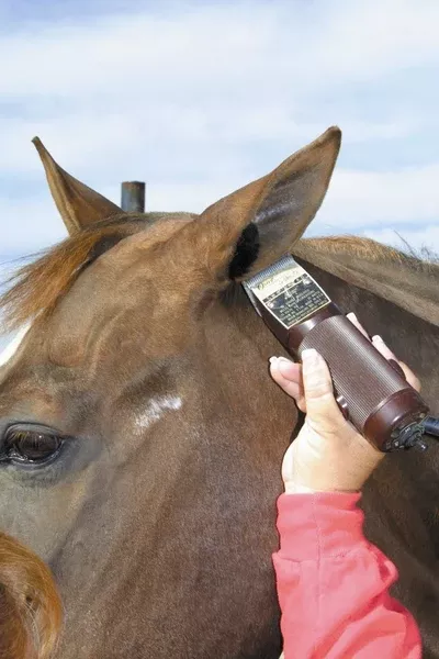 ECP Horse Ear Plugs
